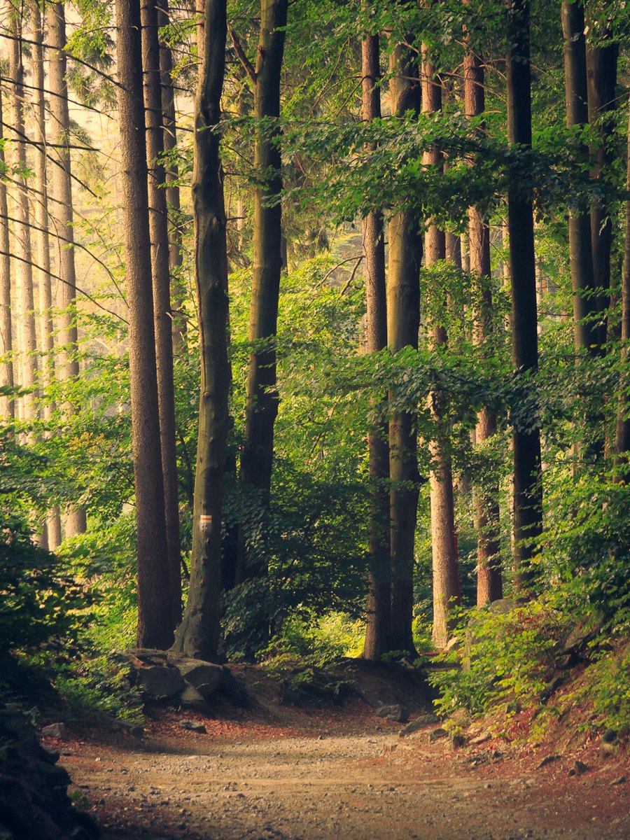 Sunlit path through a tall forest.